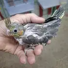 فرخ كروان ( تم البيع )