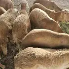 طليان سواكني