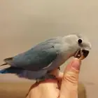 فرخ روز فايلوت قمة الولافه مفطوم هدد للبيع