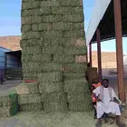 برسيم صافي