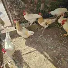 ديوك لوهمان 10 حبات