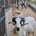 فحل صردي مغربي اصيل