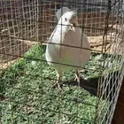 الحمام كينج ابيض صفي انثى