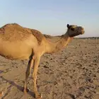 بكره مبيوع ولدها