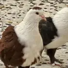 زوج لبناني و فرنسي