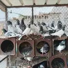 حمام باكستاني