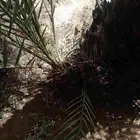 فسائل بياض نجران عدد وتمرهها كفو