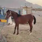 مهر شعبي