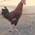 ديك فرنسي للبيع