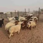 بهم نعيم ذبايح طيبه