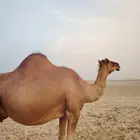 عرض فاخر ونادر