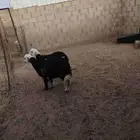 رخال نجد