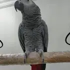 للبيع كاسكو الايف متكلم