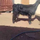للبيع عنز حليب شرط