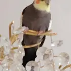 كروان أليف للبيع