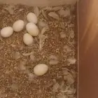 ببغاء روز ابيض البينوا