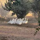 بط بكيني العدد حوالي 20