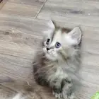 قطط شيرازي هملايا