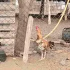 ديك باكستاني على السوم