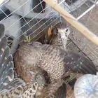 عرض خاص 35. انا بالحفر لايحي الا الصامل