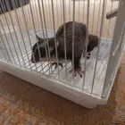 شوقر قلايدر