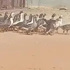 وز بياض