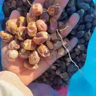 تمر حلال تعبيه فل تمر نضيف شرط