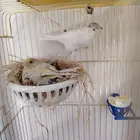 كناري تم البيع