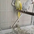للبيع زوج كويكر الذكر لاتينو و الانثى البينو