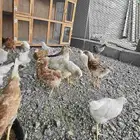 فروخ لوهمان