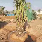نقايل جثايث نخل للبيع جميع الأنواع
