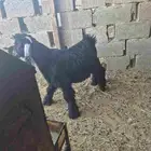 تيس للبيع