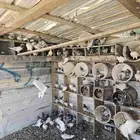 حمام باكستاني نضيف شرط