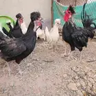 دجاج زينه