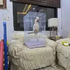 للبيع العاجل لأعلى سوم كوكاتو ملوكان حجم ضخم
