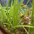 حلزونات بصحه ممتازه سبب البيع كثرتها في الحوض الحبتين ب 1