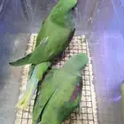 للبيع فروخ غر دره نيبالي أحجام قويه للتواصل