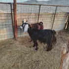 معزا واحدة سديس والثانية جامع شبب
