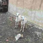 2فران على السوم