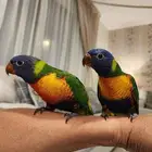 فرهين لوري تفقيس سهر اوغسطس 2025م