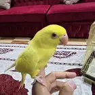 درة لاتينو مفطوم آليف