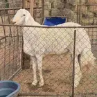 فحل حري طيب مشروط