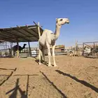 قعود مزيون اوضح ابو بعير ال ابو حيد المسلم برك