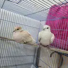 زوج قماري هولندي