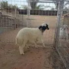 طليان اثنين الاعمار 6 شهور