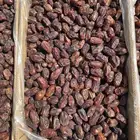 100 كرتون تمر خضري للبيع