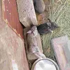 أرانب صغار