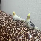 زوج كروان اليف