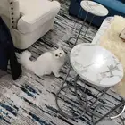 قط شيرازي ذكر