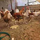 دجاج تركي للبيع اعمارها 5 شهور و6 شهور